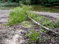 09 Arbeitsdienst Neuer Weiher 10