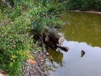 09 Arbeitsdienst Neuer Weiher 25
